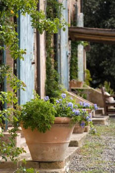 Mediterranean Garden Styles, Mediterranean Style, Mediterranean Plants, Mediterranean Herbs, Mediterranean Garden Plants, Mediterranean Garden Design, Mediterranean Landscaping Ideas
